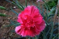 河南康乃馨居家养老 香精香料产业的新商机与健康生活融合